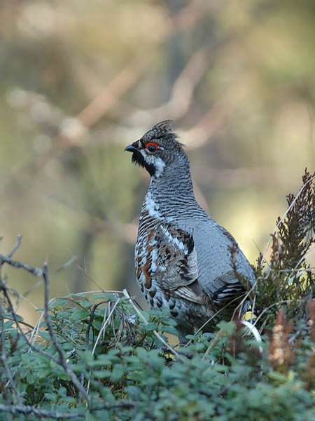 Pyy, Hazel Grouse, Tetrastes bonasia